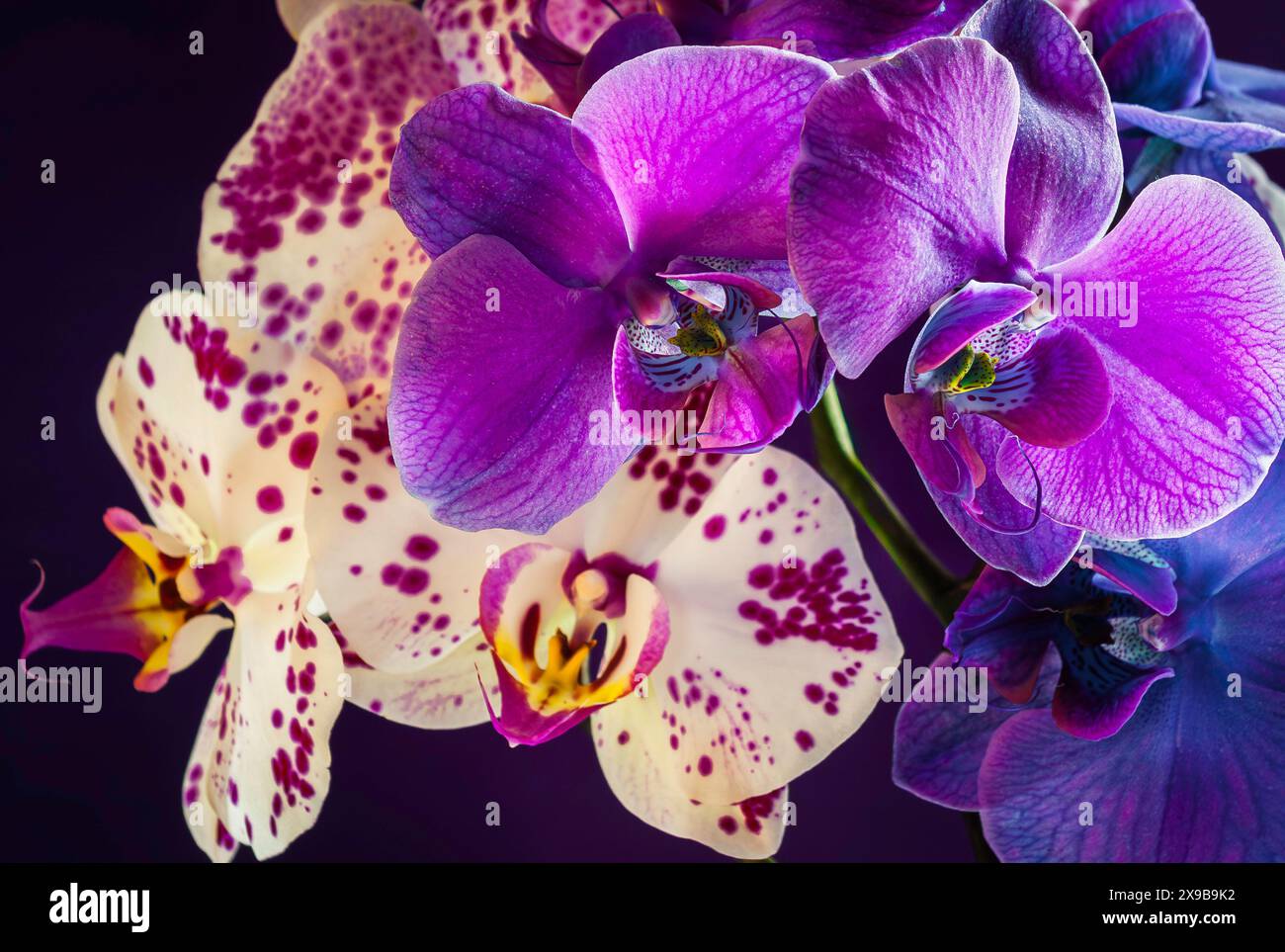 Orchidées de lune dans les tons de rose, bleu et violet Banque D'Images