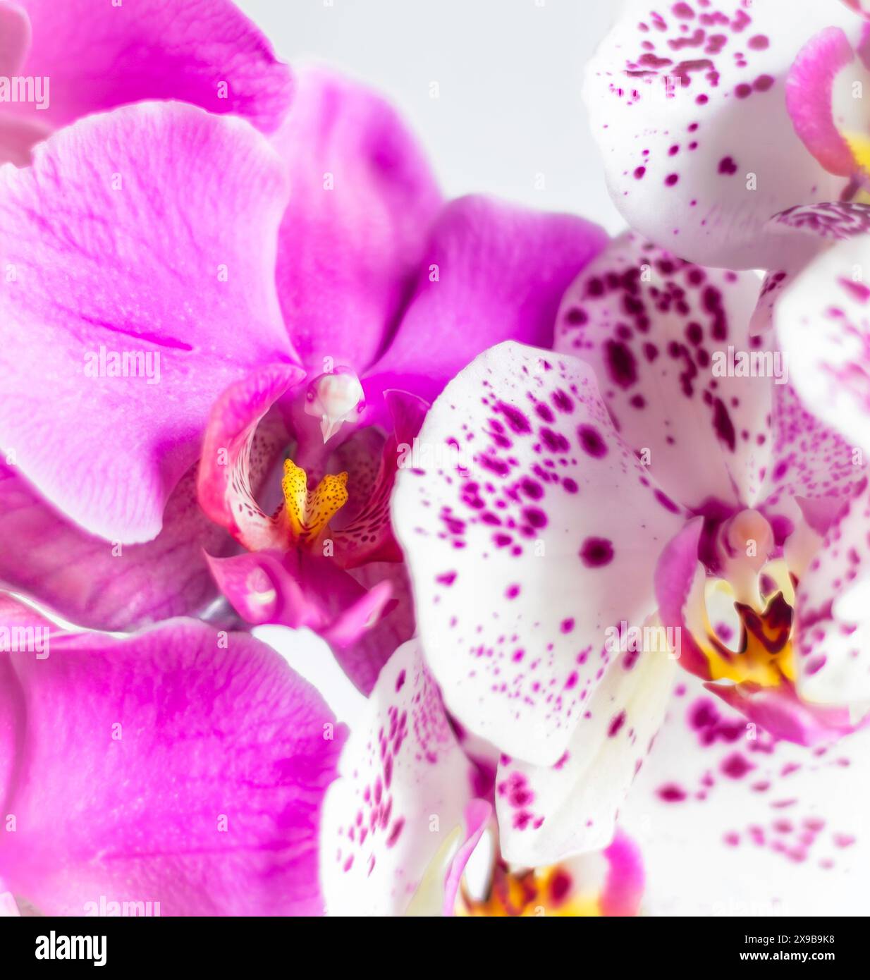 Orchidées de lune rose et blanche Banque D'Images