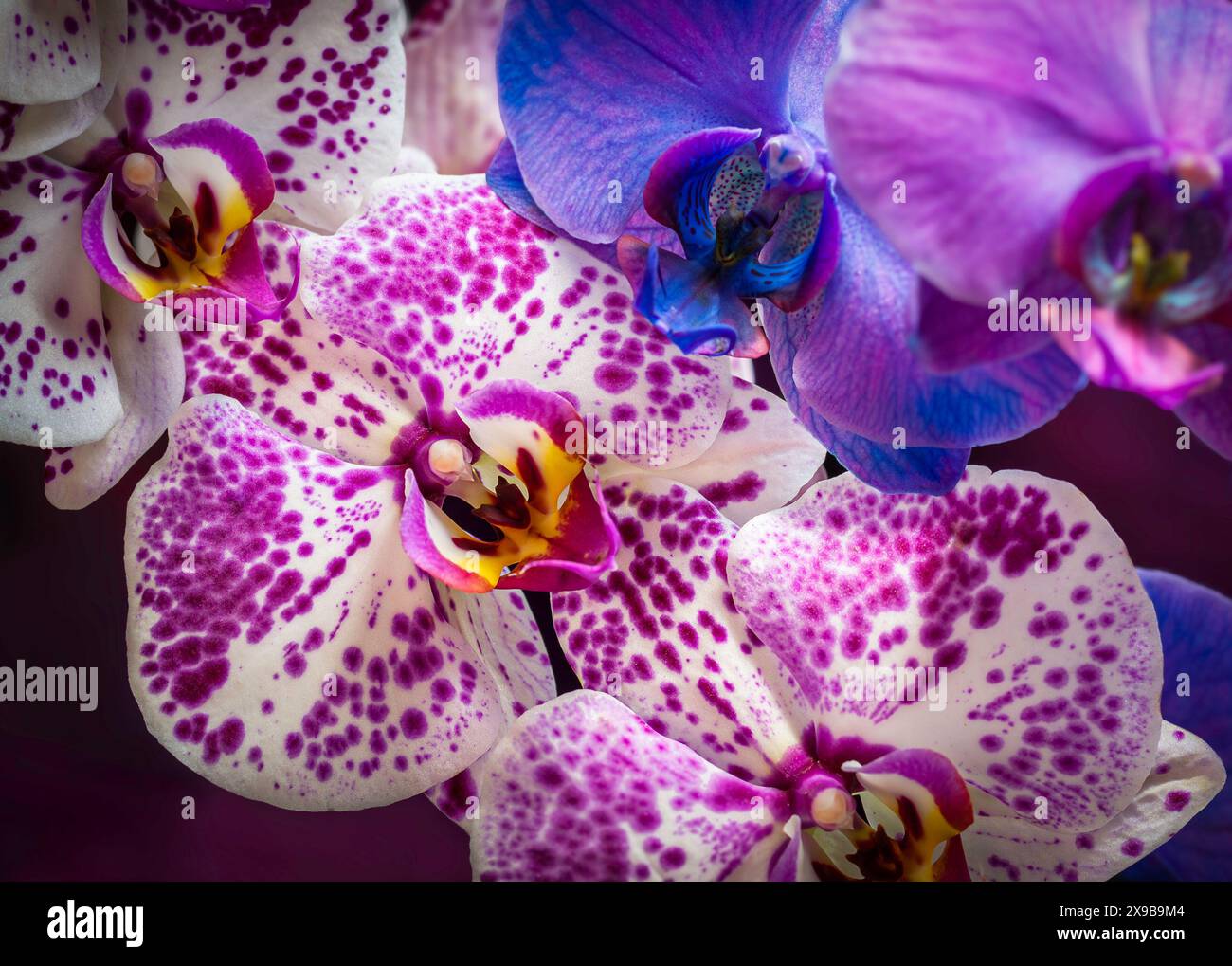 Orchidées de lune dans les tons de rose, bleu et violet Banque D'Images