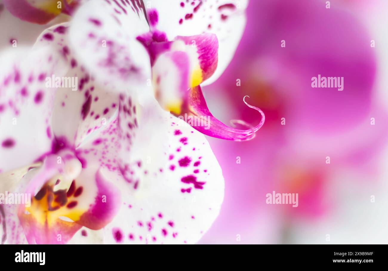 Orchidées de lune rose et blanche Banque D'Images