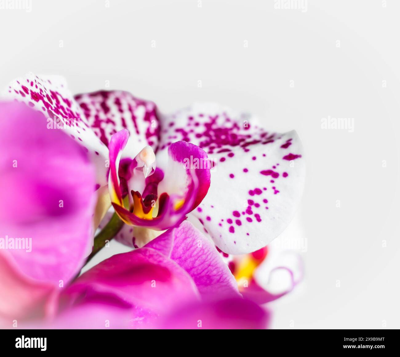 Orchidée de lune rose et blanche Banque D'Images