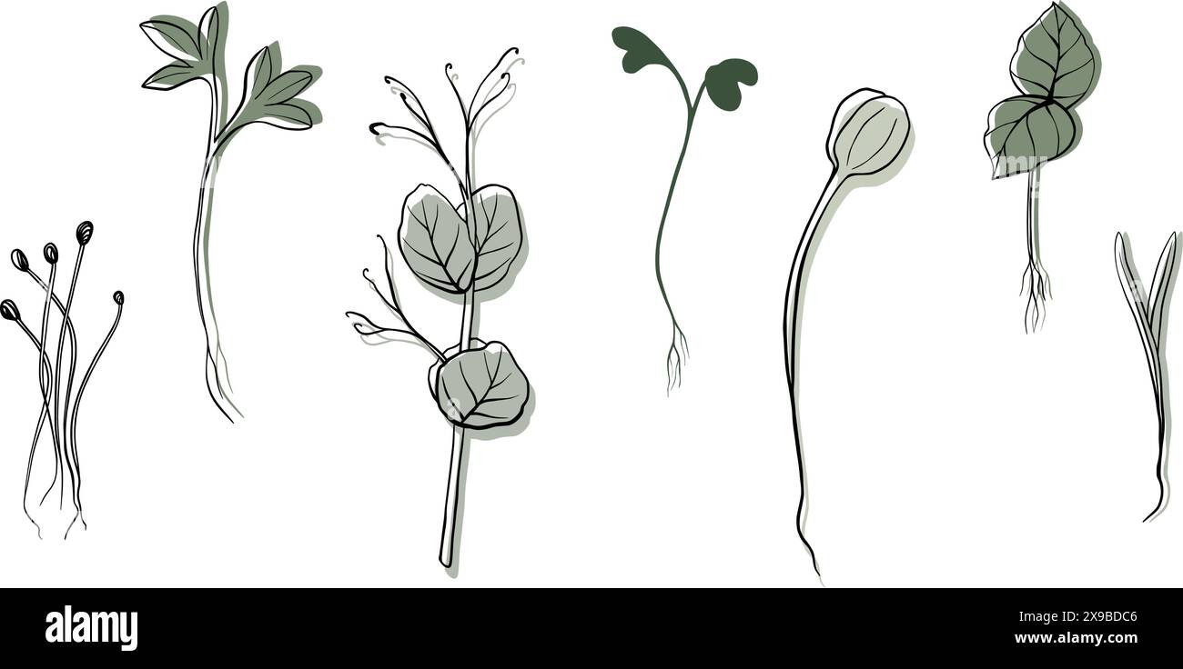illustration vectorielle microgreens dessinée à la main. Contour pousses de cresson, épinards, cresson moutarde et pois, radis, oignon, tournesol, basilic. Définir Illustration de Vecteur