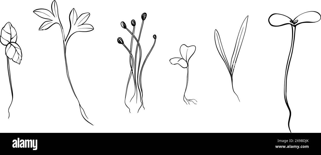 illustration vectorielle microgreens dessinée à la main. Contour pousses de cresson, épinards, cresson moutarde et pois, radis, oignon, tournesol, basilic. Définir Illustration de Vecteur