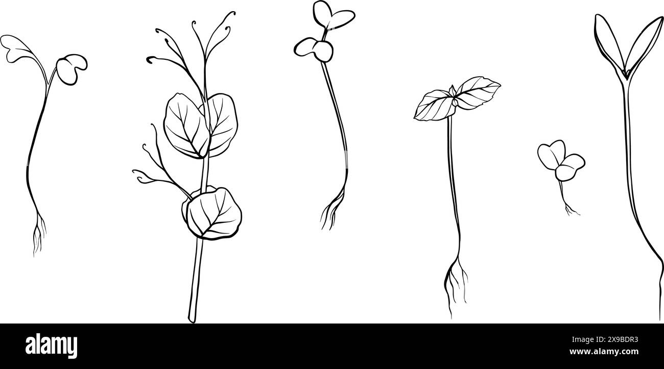 illustration vectorielle microgreens dessinée à la main. Contour pousses de cresson, épinards, cresson moutarde et pois, radis, oignon, tournesol, basilic. Définir Illustration de Vecteur