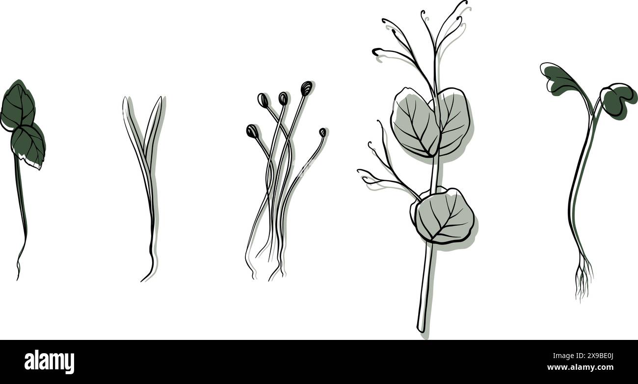 illustration vectorielle microgreens dessinée à la main. Contour pousses de cresson, épinards, cresson moutarde et pois, radis, oignon, tournesol, basilic. Définir Illustration de Vecteur