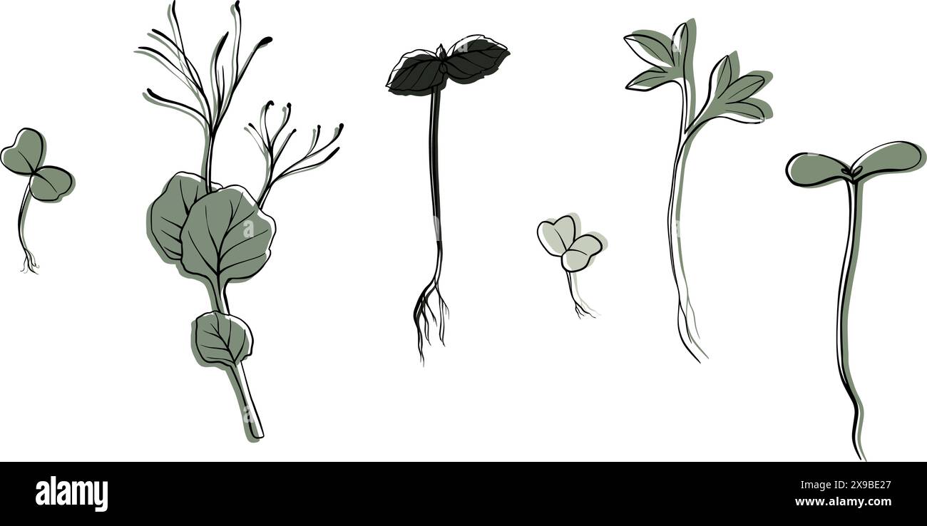 illustration vectorielle microgreens dessinée à la main. Contour pousses de cresson, épinards, cresson moutarde et pois, radis, oignon, tournesol, basilic. Définir Illustration de Vecteur
