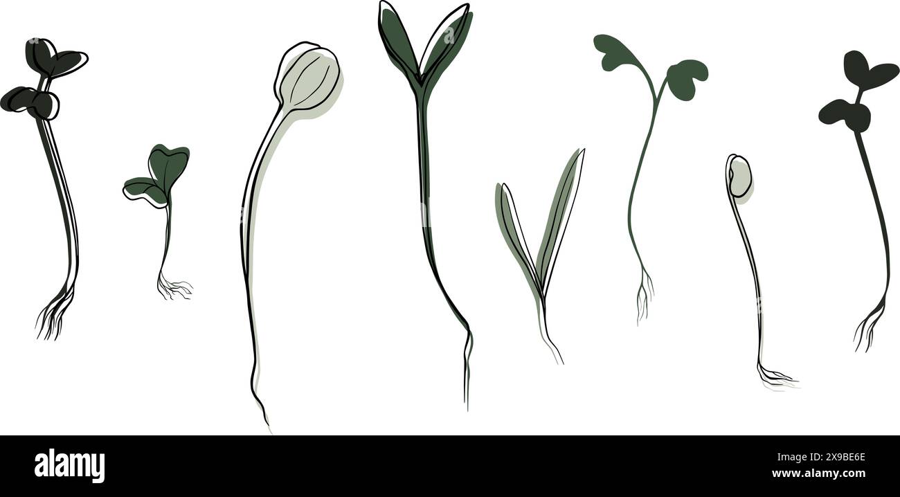 illustration vectorielle microgreens dessinée à la main. Contour pousses de cresson, épinards, cresson moutarde et pois, radis, oignon, tournesol, basilic. Définir Illustration de Vecteur