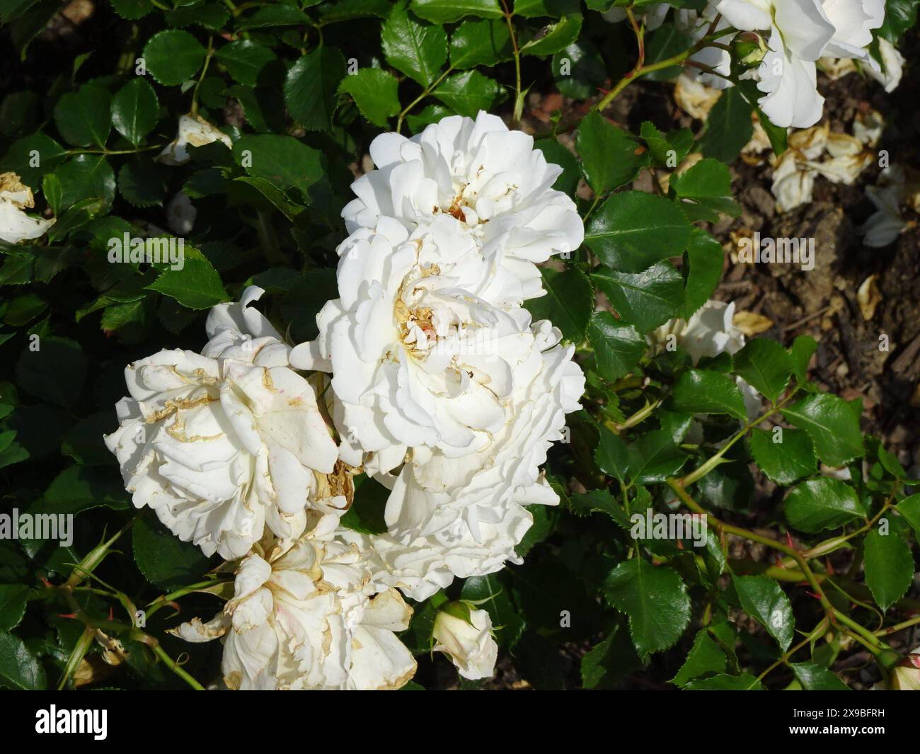 Jupon rose Banque de photographies et d images a haute resolution Alamy