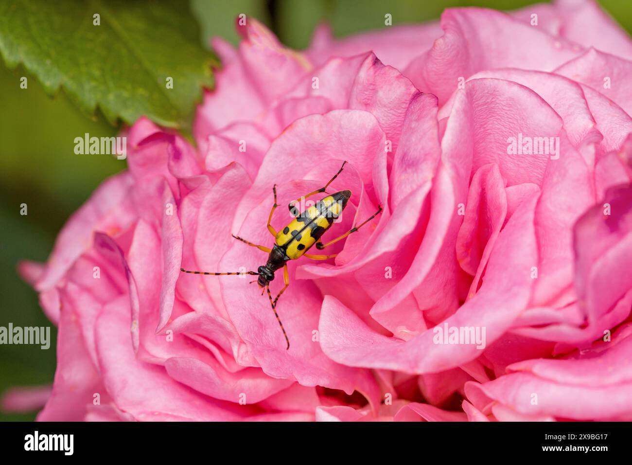 un coléoptère noir jaune appelé longhorn tacheté sur une rose rose Banque D'Images