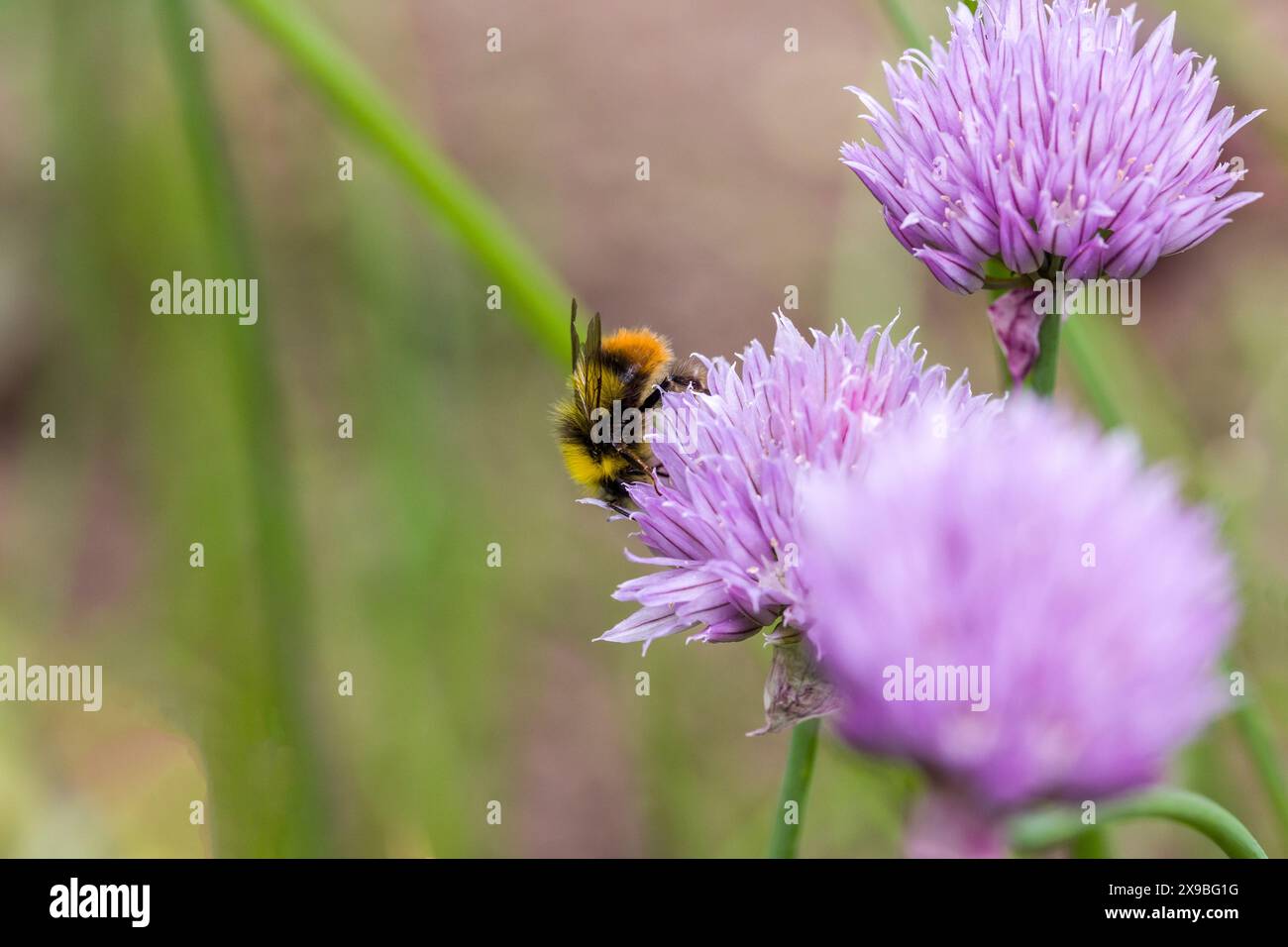 une abeille cardée à la recherche de nectar sur une fleur rose de la ciboulette commune Banque D'Images