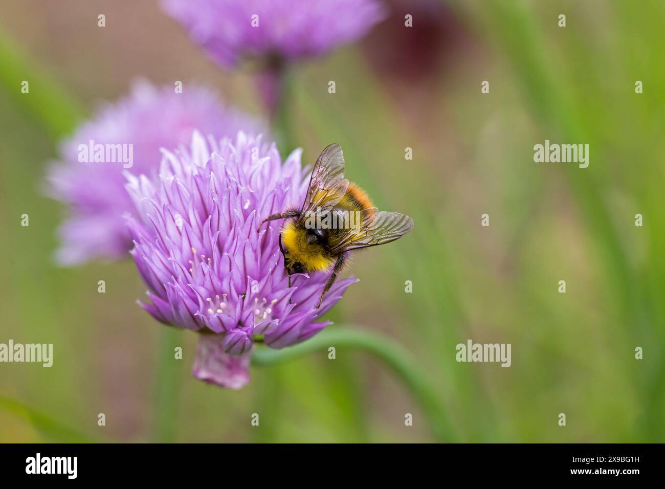 une abeille cardée à la recherche de nectar sur une fleur rose de la ciboulette commune Banque D'Images