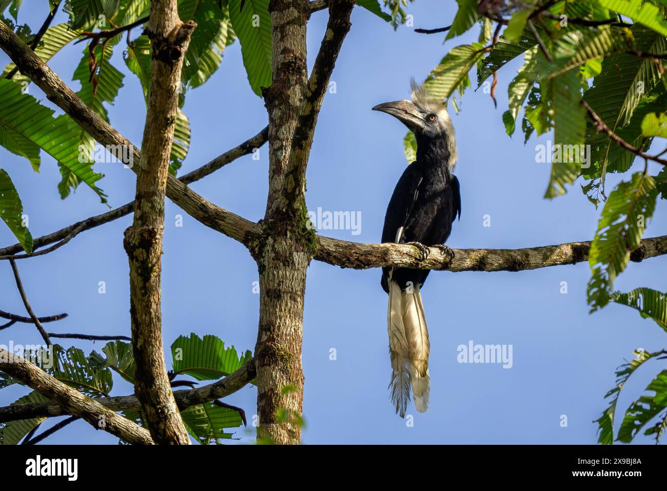 Bec de corne à couronne blanche - Berenicornis comatus, unique beau bec de corne endémique des forêts tropicales de l'Asie du Sud-est, rivière Kinabatangan, Bornéo Banque D'Images