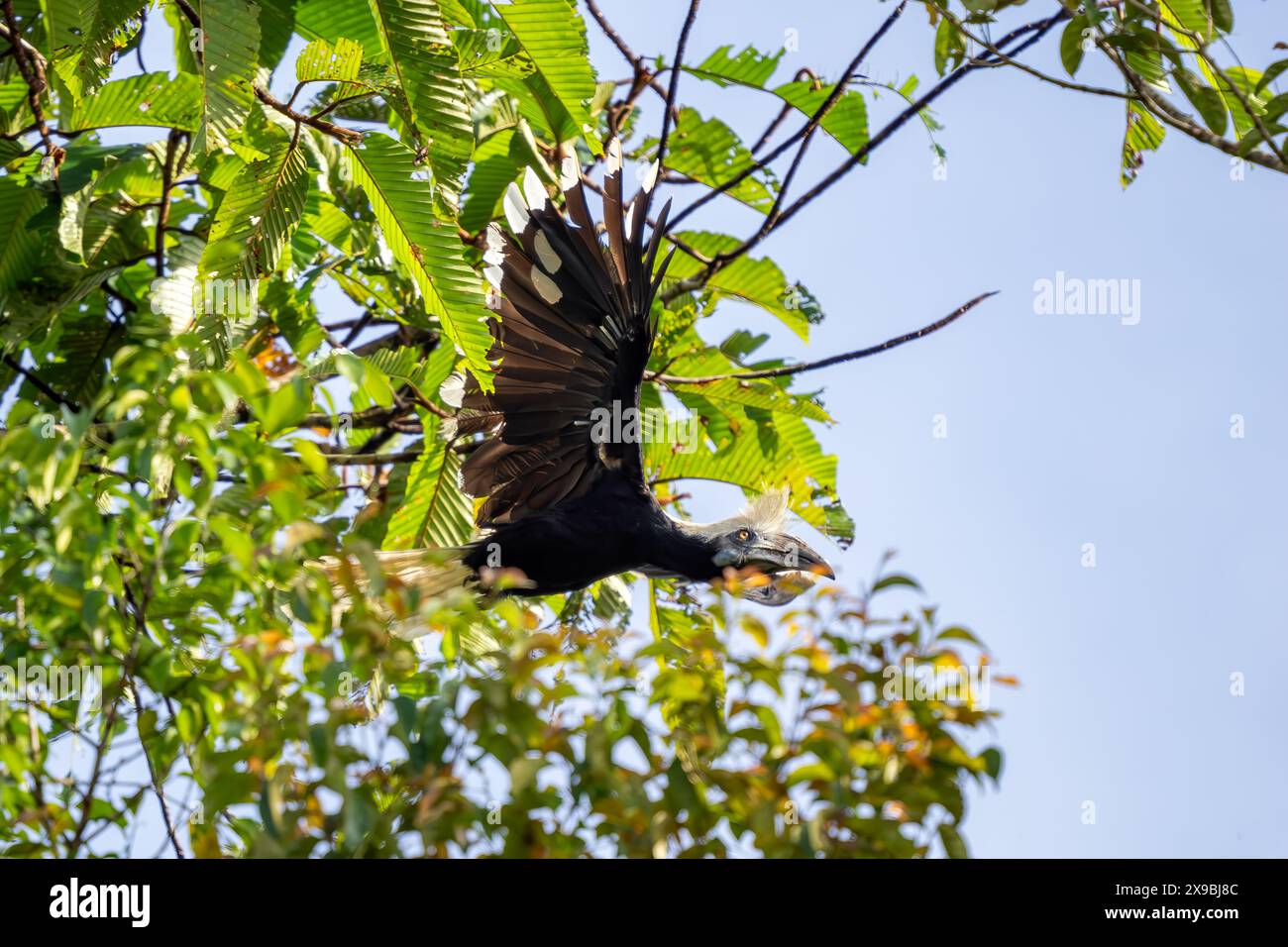Bec de corne à couronne blanche - Berenicornis comatus, unique beau bec de corne endémique des forêts tropicales de l'Asie du Sud-est, rivière Kinabatangan, Bornéo Banque D'Images