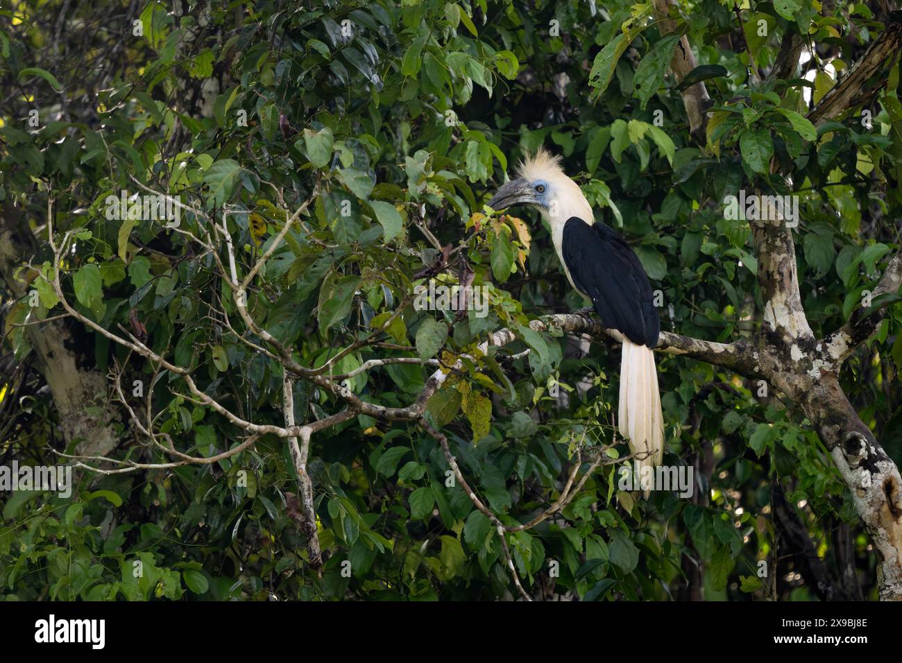 Bec de corne à couronne blanche - Berenicornis comatus, unique beau bec de corne endémique des forêts tropicales de l'Asie du Sud-est, rivière Kinabatangan, Bornéo Banque D'Images