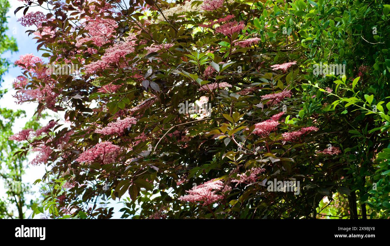 Arbuste aîné à feuilles foncées avec des fleurs roses. Banque D'Images