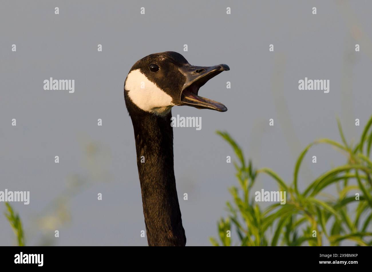 La Bernache du Canada, Branta canadensis Banque D'Images