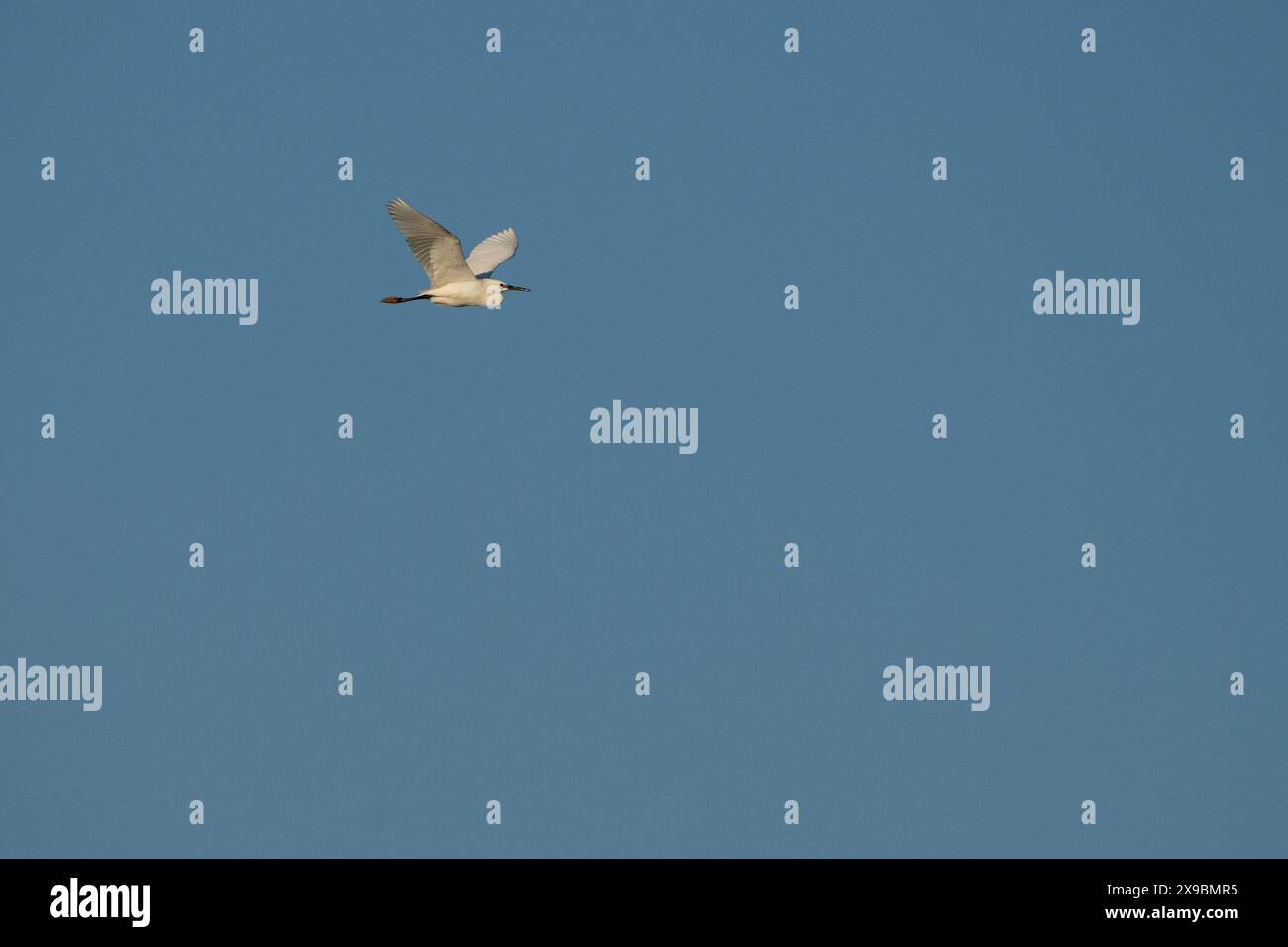 Petite aigrette - Egretta garzetta - oiseau blanc volant sur un ciel bleu propre parfait. Concept d'un fond de modèle de nature inspirant la liberté Banque D'Images Petite aigrette - Egretta garzetta - oiseau blanc volant sur un ciel bleu propre parfait. Concept d'un fond de modèle de nature inspirant la liberté Banque D'Images