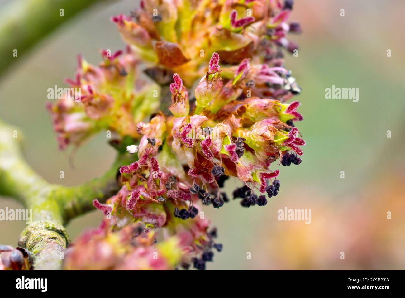 Wych Elm (ulmus glabra), gros plan montrant les fleurs qui recouvrent les branches de l'arbre au printemps. Banque D'Images