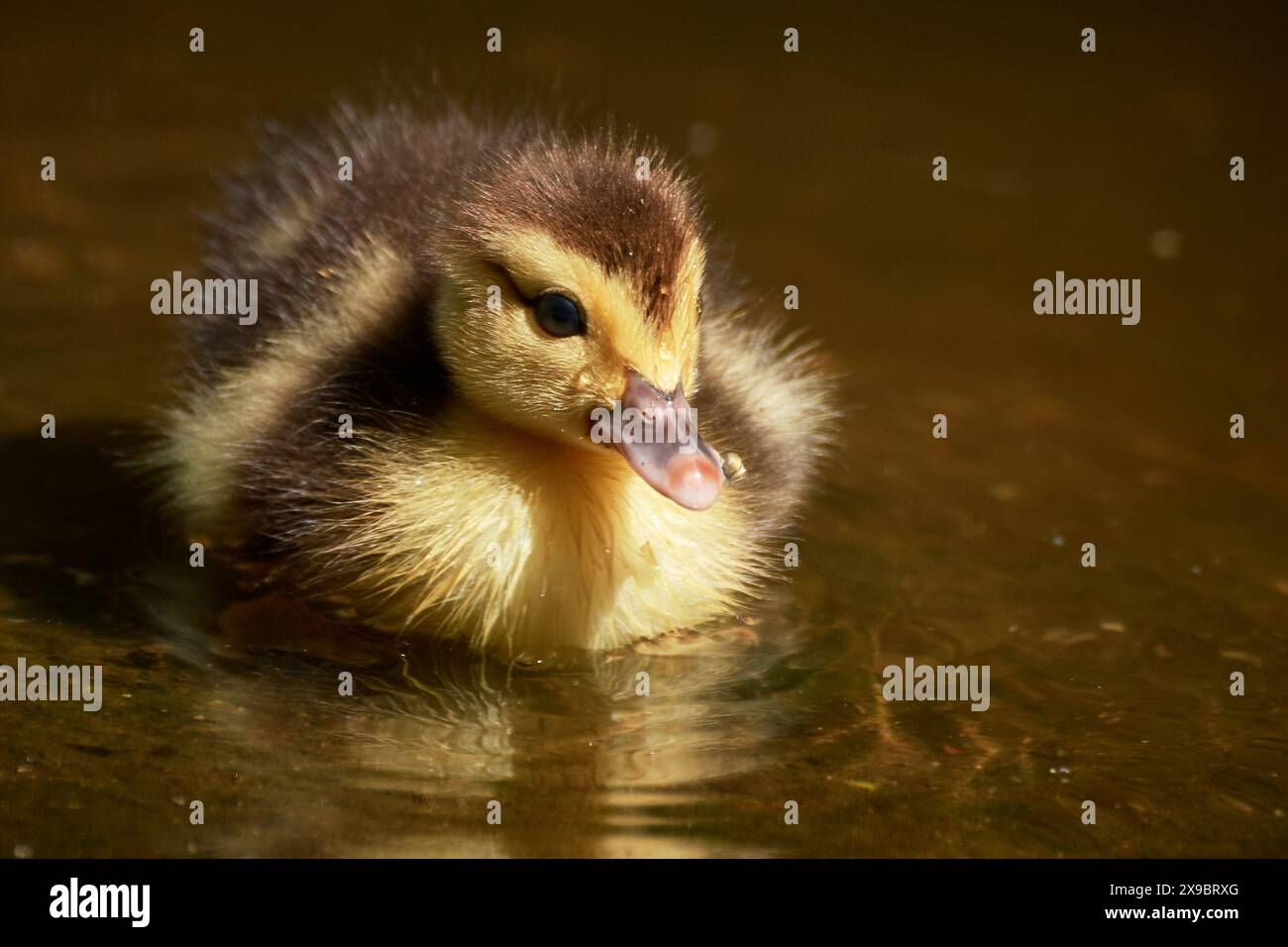 Le caneton nage dans un étang Banque D'Images