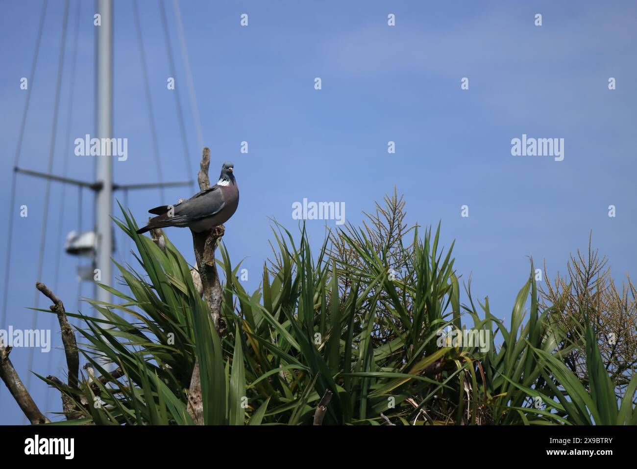 Pigeon commun sauvage sur une souche haute avec un ciel bleu au-dessus et feuillage mixte au premier plan. Caméra frontale. Banque D'Images Pigeon commun sauvage sur une souche haute avec un ciel bleu au-dessus et feuillage mixte au premier plan. Caméra frontale. Banque D'Images