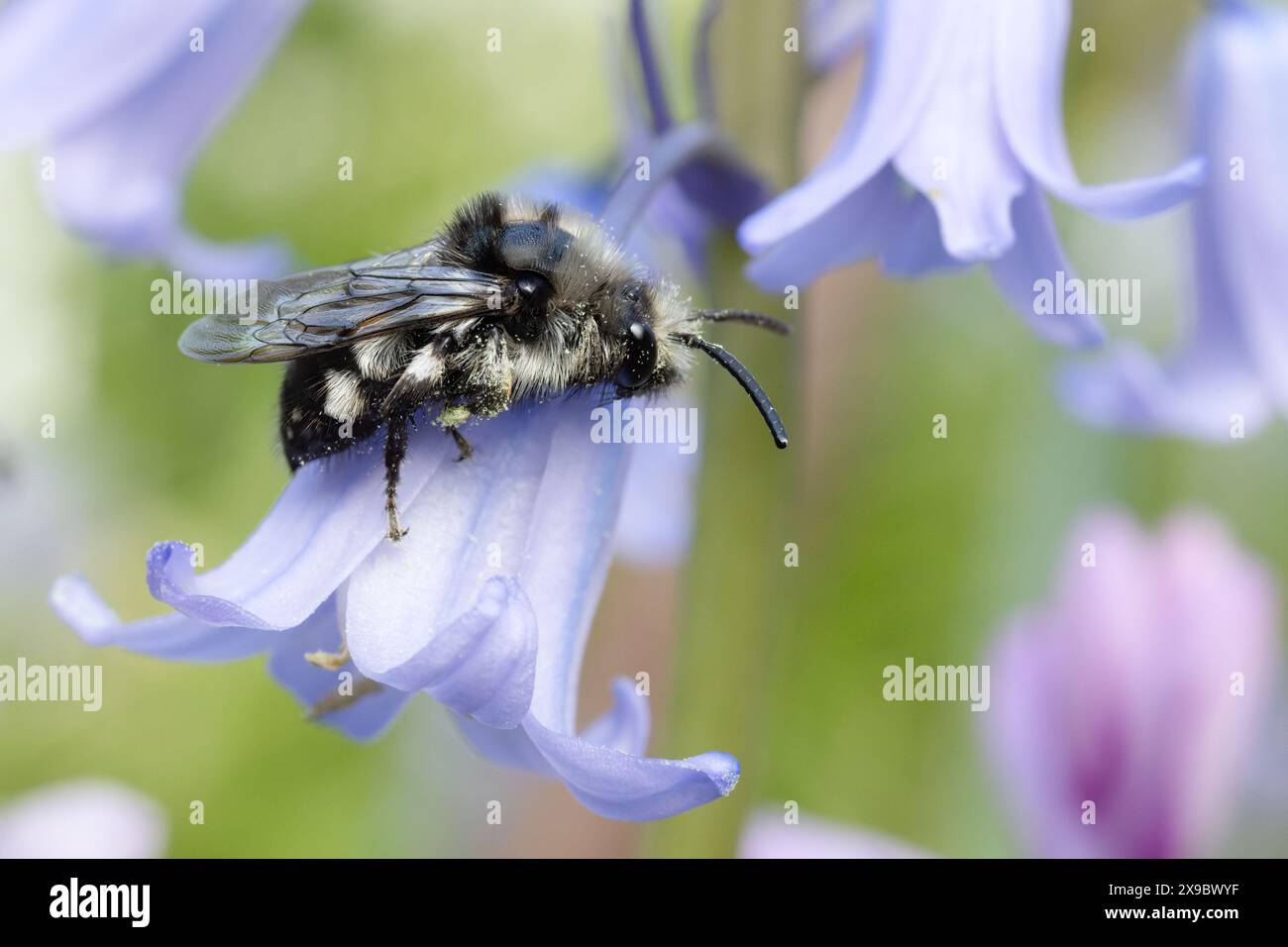 Femelle d'abeille de deuil commune sur les fleurs de Bluebell. Cette abeille coucou est un parasite distinctif d'autres abeilles solitaires. Banque D'Images