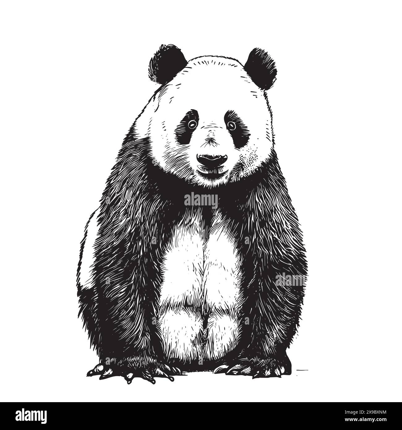 illustration vectorielle isolée de panda gravée en noir et blanc Illustration de Vecteur