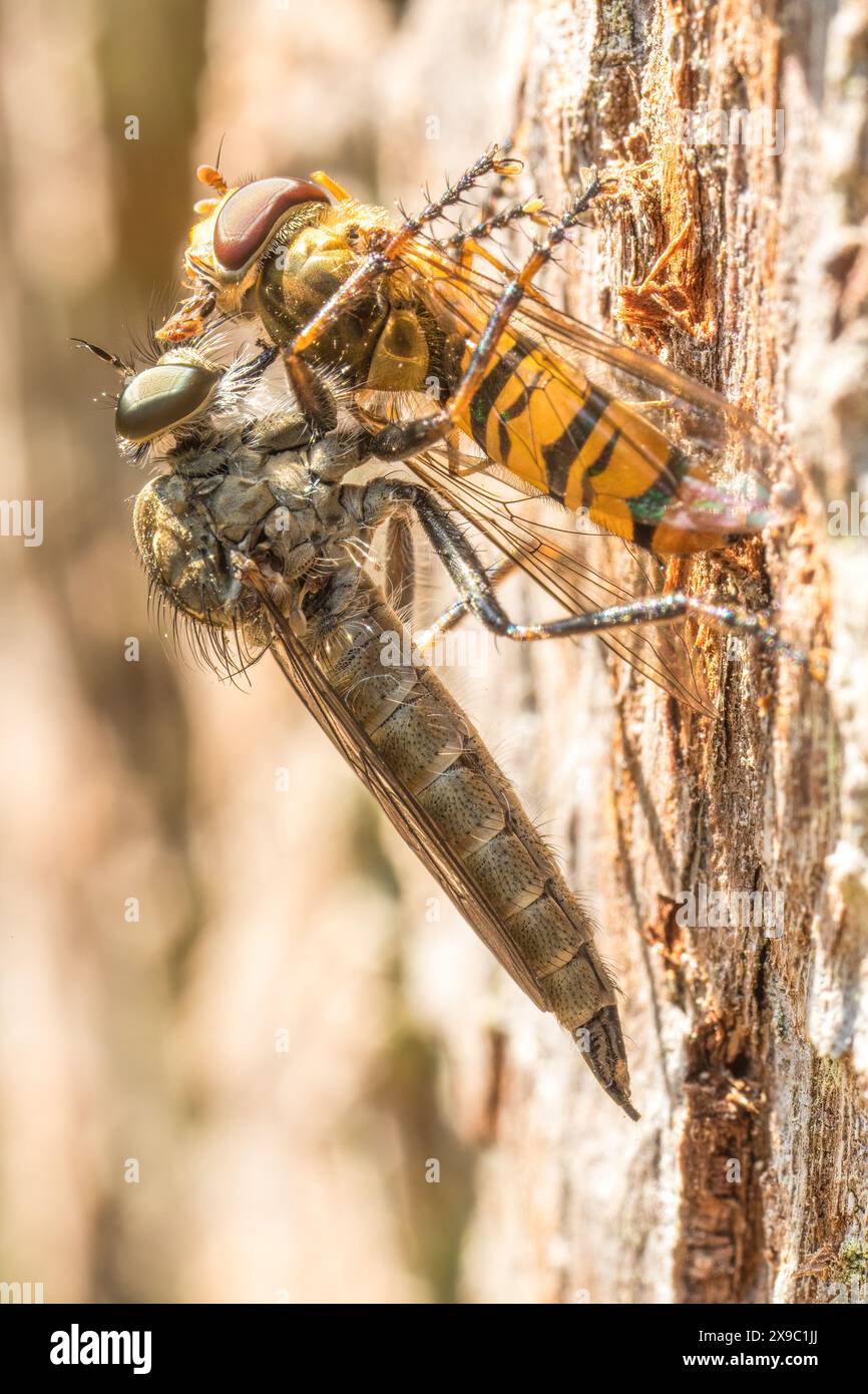 Robberfly avec proie perchée sur le tronc d'arbre, Royaume-Uni. Banque D'Images