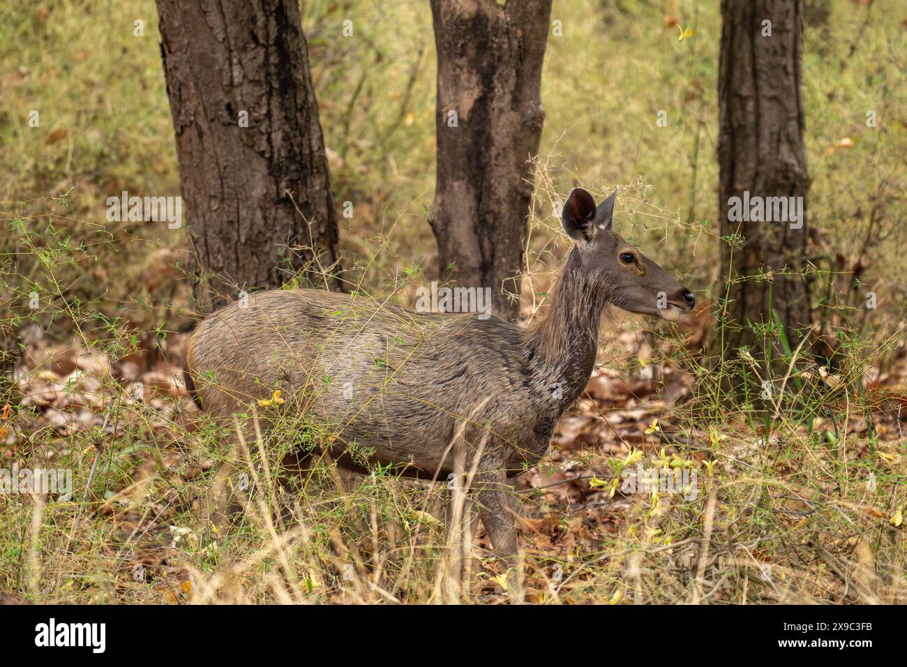 Parc national Sambar Deer Bandhavgarh Banque D'Images