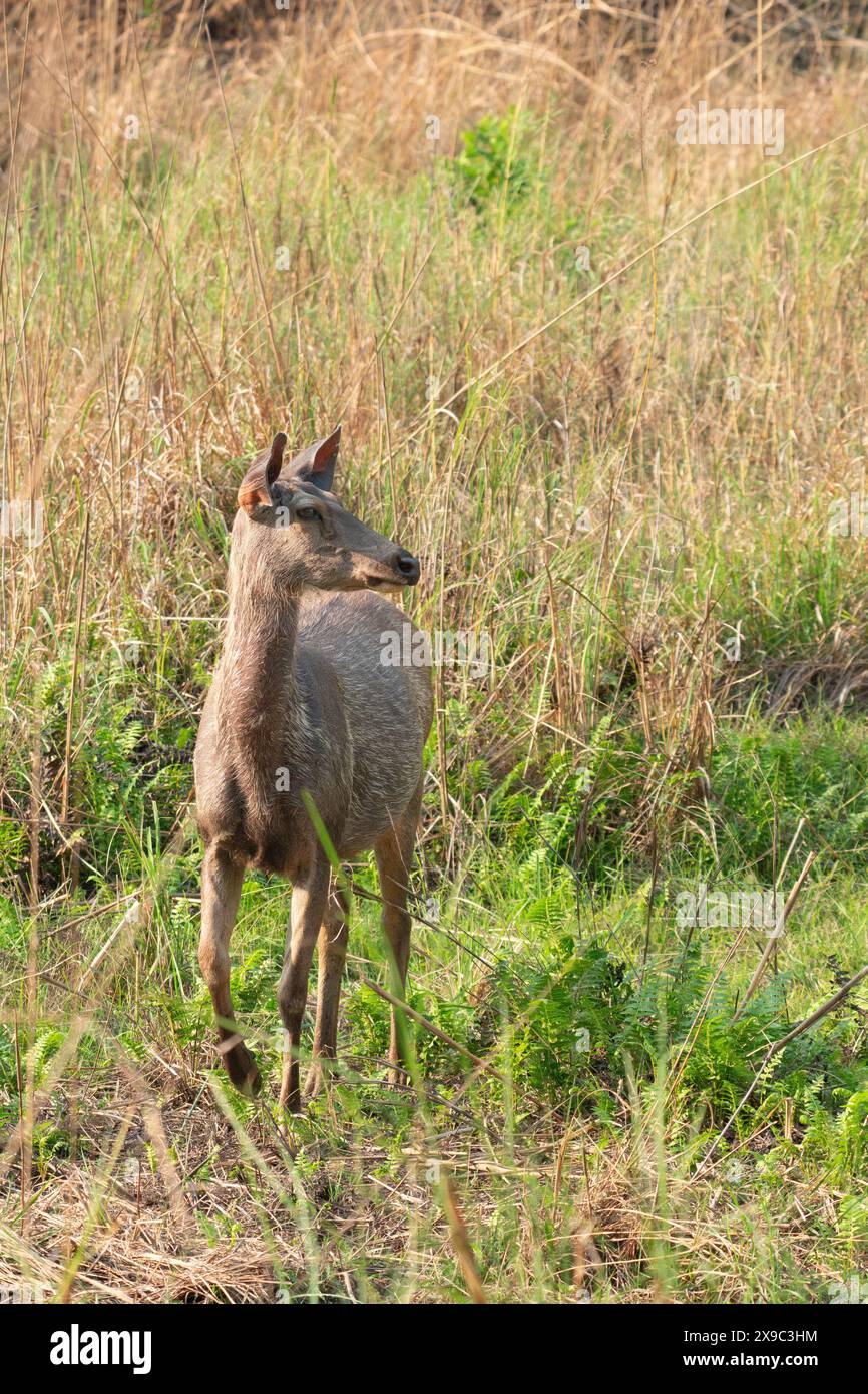 Parc national Sambar Deer Bandhavgarh Banque D'Images