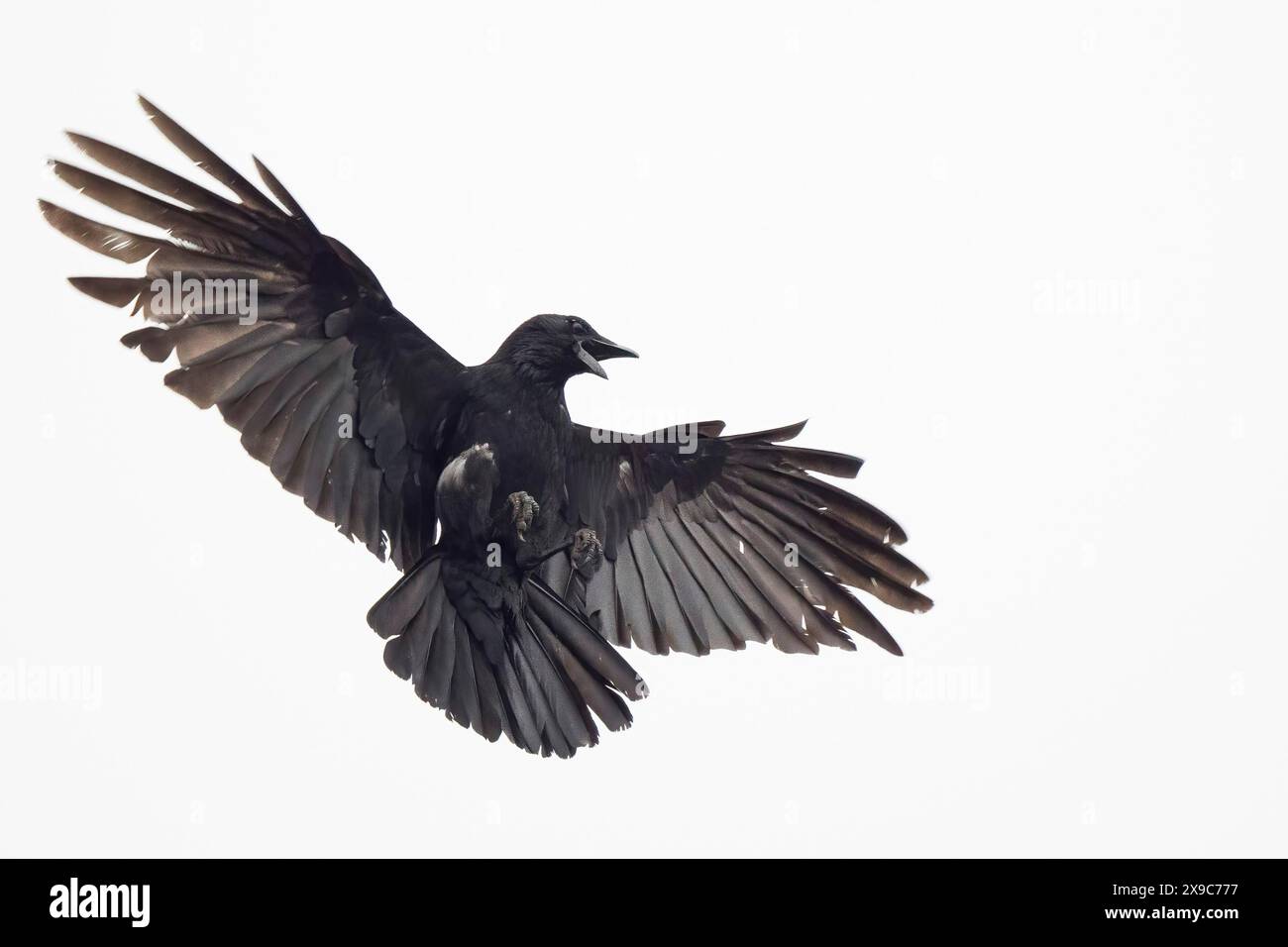 Un corbeau (Corvus corone) vole avec des ailes déployées contre un ciel blanc, Hesse, Allemagne Banque D'Images