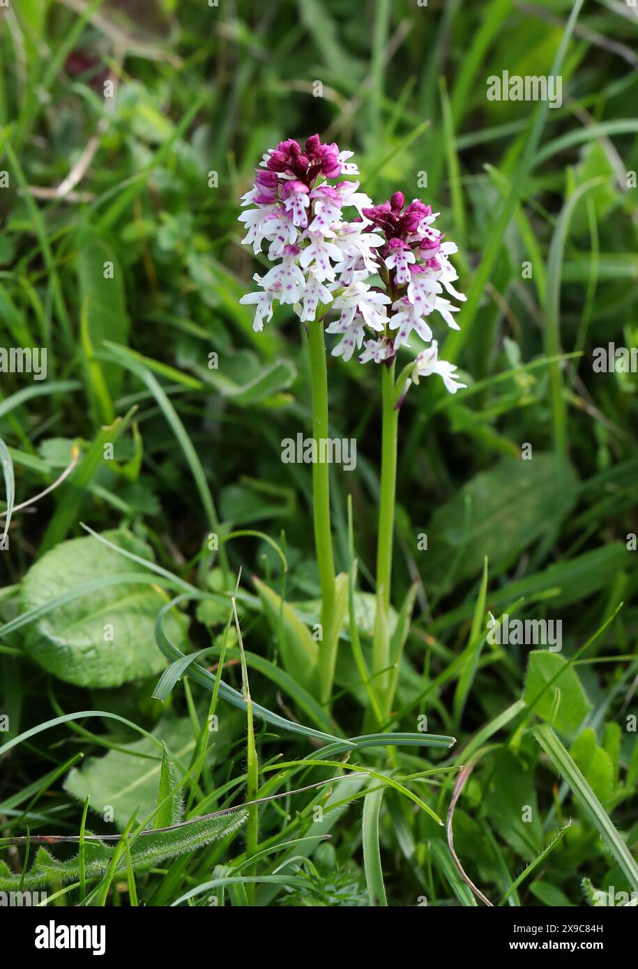 Orchidée brûlée ou orchidée à pointe brûlée, Neotinea ustulata (syn. Orchis ustula), Orchidaceae. Trouvé sur des endroits calcaires, prairies sur des duvet de craie. Le pl Banque D'Images