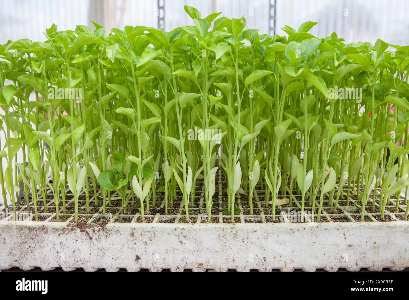 Pousses de plants de poivron à la pépinière. Plateau en polystyrène gros plan Banque D'Images