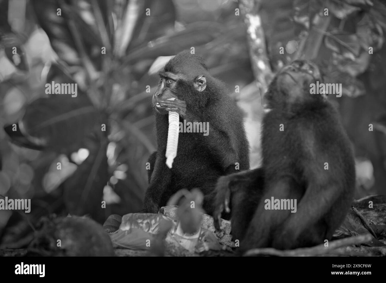 Un groupe de macaques à crête (Macaca nigra) se nourrissent sur une décharge où des déchets plastiques sont repérés, sur une plage de la forêt de Tangkoko, Sulawesi, Indonésie. Banque D'Images