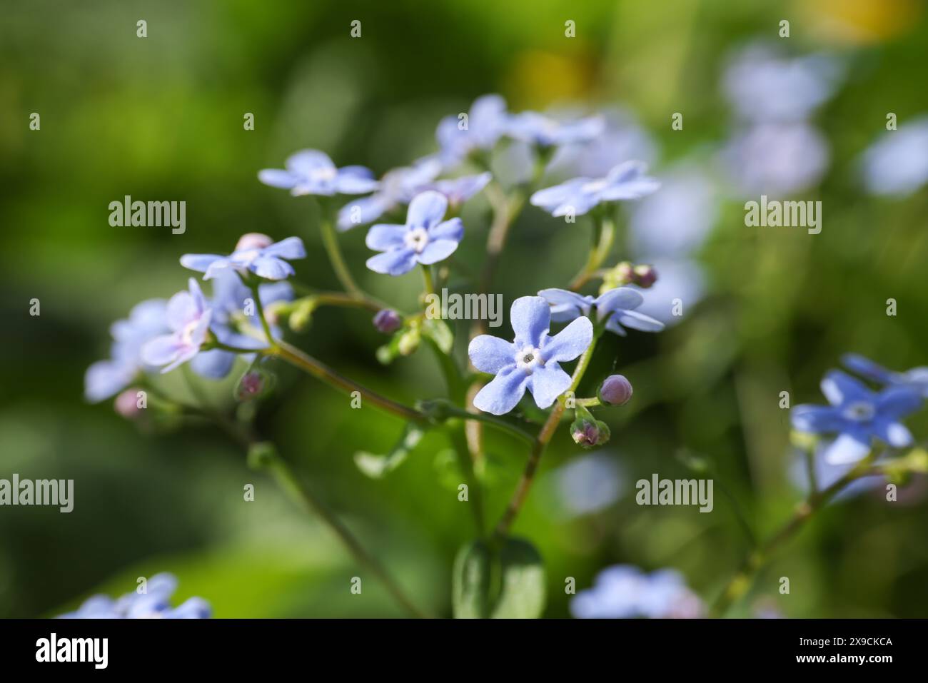 De belles fleurs oubliées poussant à l'extérieur, gros plan. Saison printanière Banque D'Images