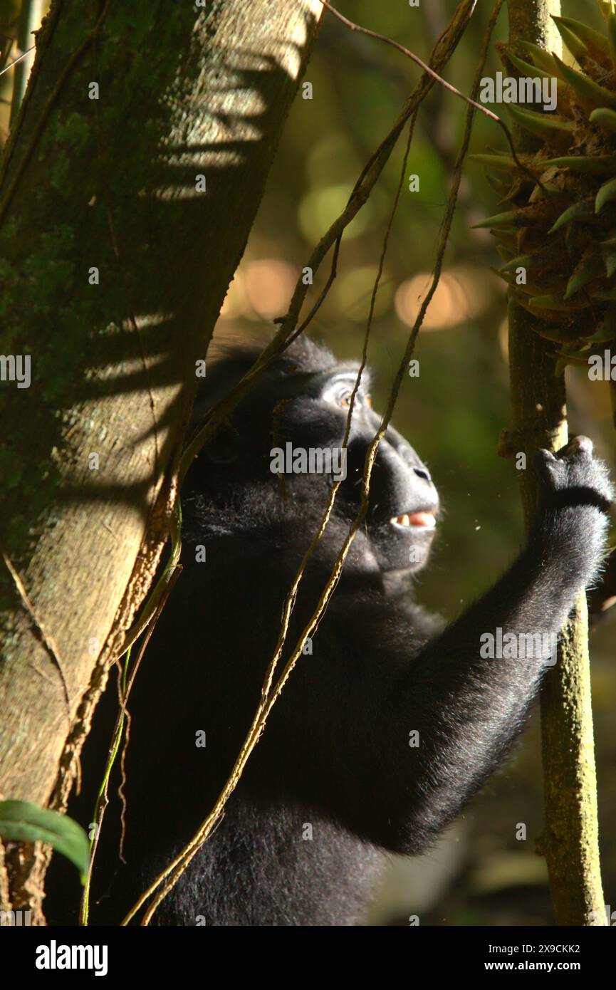 Un macaque à crête (Macaca nigra) tient une liane, derrière un bouquet de fruits dans la forêt de Tangkoko, Sulawesi du Nord, Indonésie. Banque D'Images