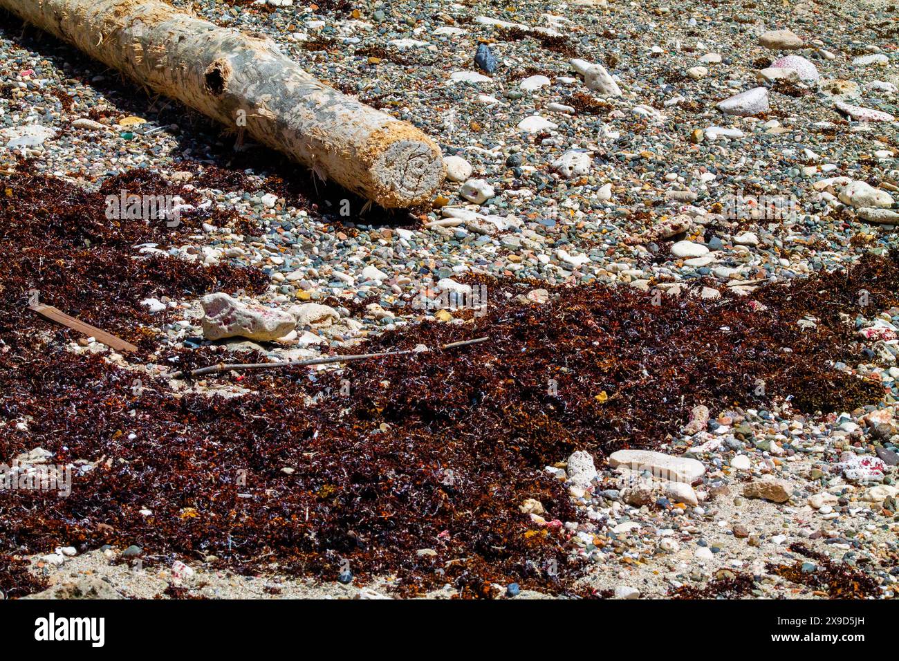 Gros plan d'un tas de déchets sur la plage. Concept de pollution environnementale. Banque D'Images