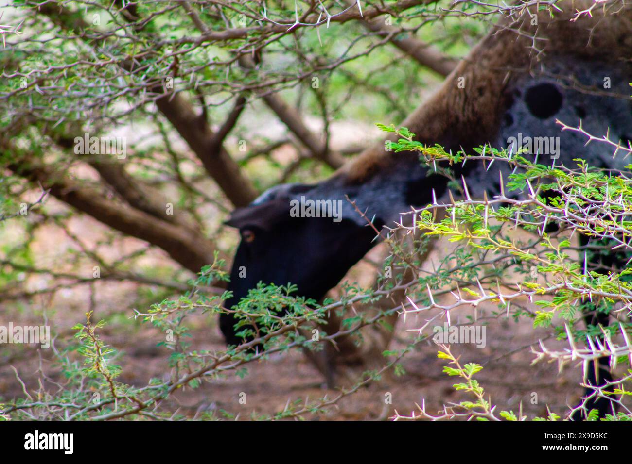 Chèvre dans la savane de Curaçao Banque D'Images