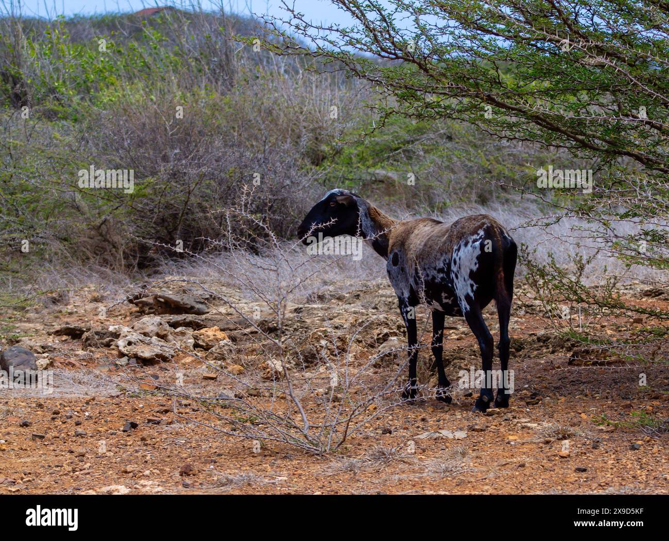 Moutons dans le parc national de Shete Boka, Curaçao Banque D'Images