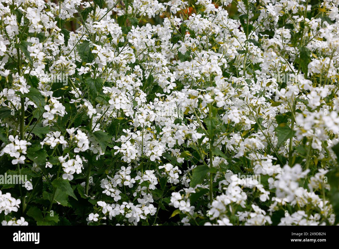 Gros plan sur les fleurs blanches de la plante de jardin bisannuelle lunaria annua alba. Banque D'Images