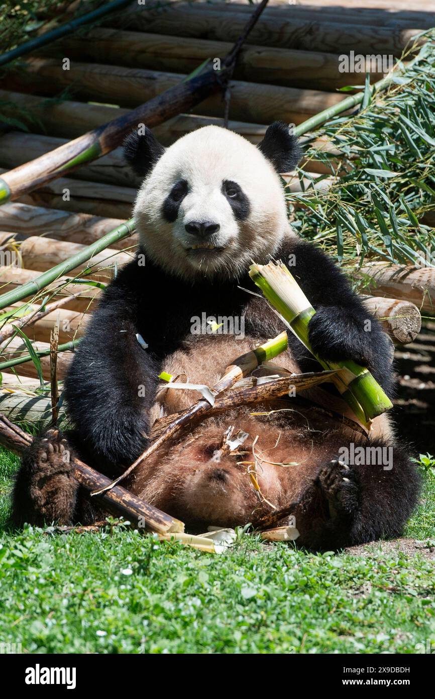 Offizielle Präsentation der Pandabären Jin Xi und Zhu Yu im Zoo Aquarium de Madrid. Madrid, 30.05.2024 *** présentation officielle des ours panda Jin Xi et Zhu Yu au Zoo Aquarium de Madrid Madrid, 30 05 2024 Foto:xDyDxFotografosx/xFuturexImagex sofia 4521 Banque D'Images