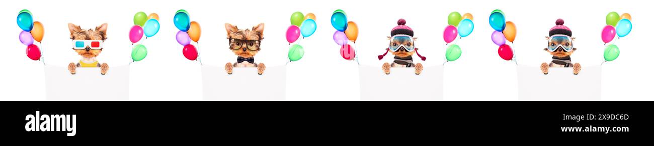 Chien mignon drôle avec bannière de vacances et ballons colorés. Banque D'Images