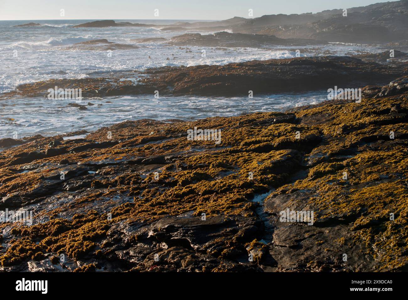 Côte rocheuse de l'océan Atlantique couverte d'algues vertes près de la ville de Luderitz en Namibie Banque D'Images Côte rocheuse de l'océan Atlantique couverte d'algues vertes près de la ville de Luderitz en Namibie Banque D'Images