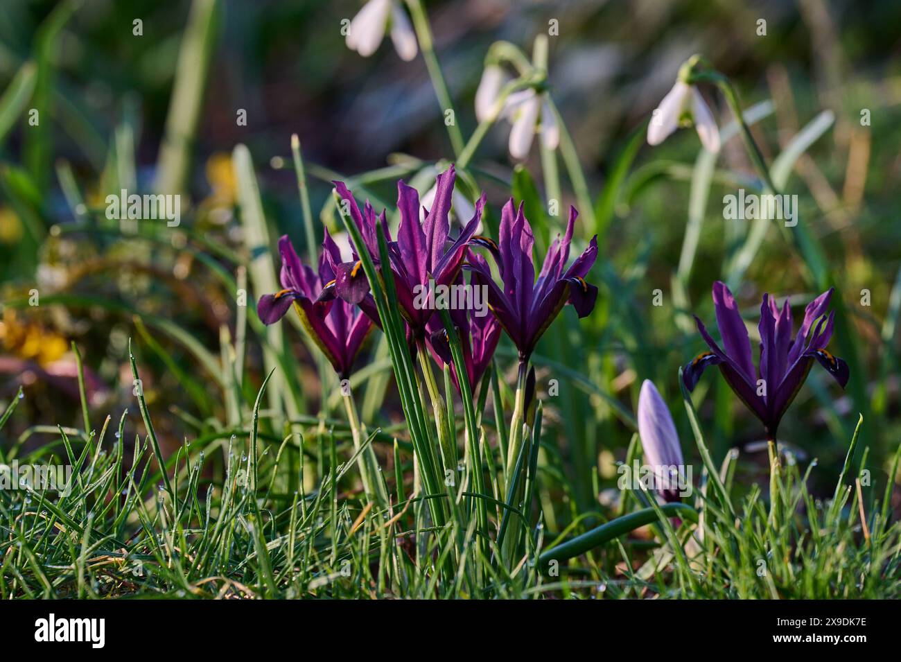 Natur Zwerg-Iris Bluehende lilafarbene Zwerg-Iris Iris reticulata Rejoice auf einer Wildblumenwiese. 24.2.2024 *** nature Iris nain bleuissant iris nain violet Iris reticulata réjouissez-vous sur une prairie de fleurs sauvages 24 2 2024 Banque D'Images