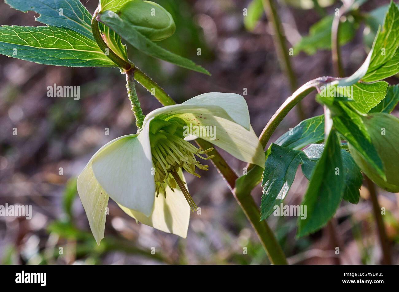 Natur Weisse Christrose Eine bluehende Weisse Christrose Helleborus Niger auf einer Wildblumenwiese. Die Christrose ist eine wintergruene Staude, die von Dezember bis Maerz weisse, schalenfoermige Blueten bildet. Die Christrose, auch Schneerose oder Schwarze Nieswurz genannt, ist eine Pflanzenart aus der Gattung Nieswurz in der Familie der Hahnenfussgewaechse 25.2.2024 *** nature Rose blanche de Noël en fleurs Une rose blanche de Noël Helleborus Niger sur une prairie de fleurs sauvages la rose de Noël est un vert hivernal qui forme blanc, fleurs en cuvette de décembre à mars la rose de Noël, a Banque D'Images