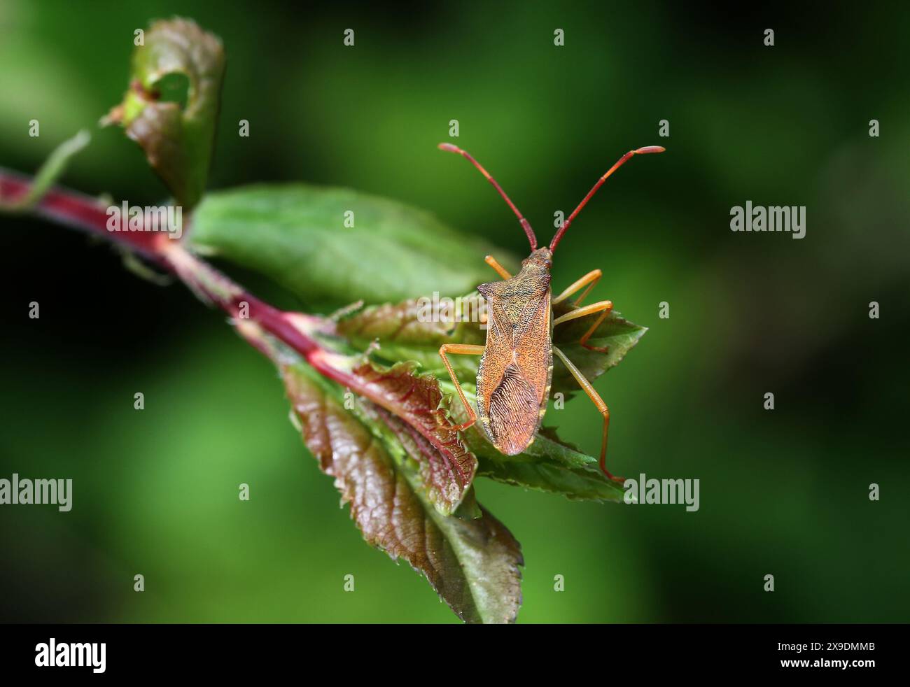 Box Bug, Gonocerus acuteangulatus, Coreidae. Un squashbug brun rougeâtre relativement grand. Banque D'Images