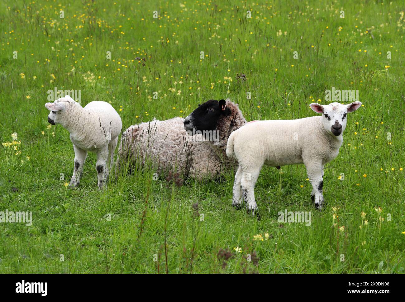 Mouton à face noire Ewe avec deux agneaux, Ovis aries, Bovidae. Le Blackface ou Scottish Blackface est une race de moutons britannique. Banque D'Images
