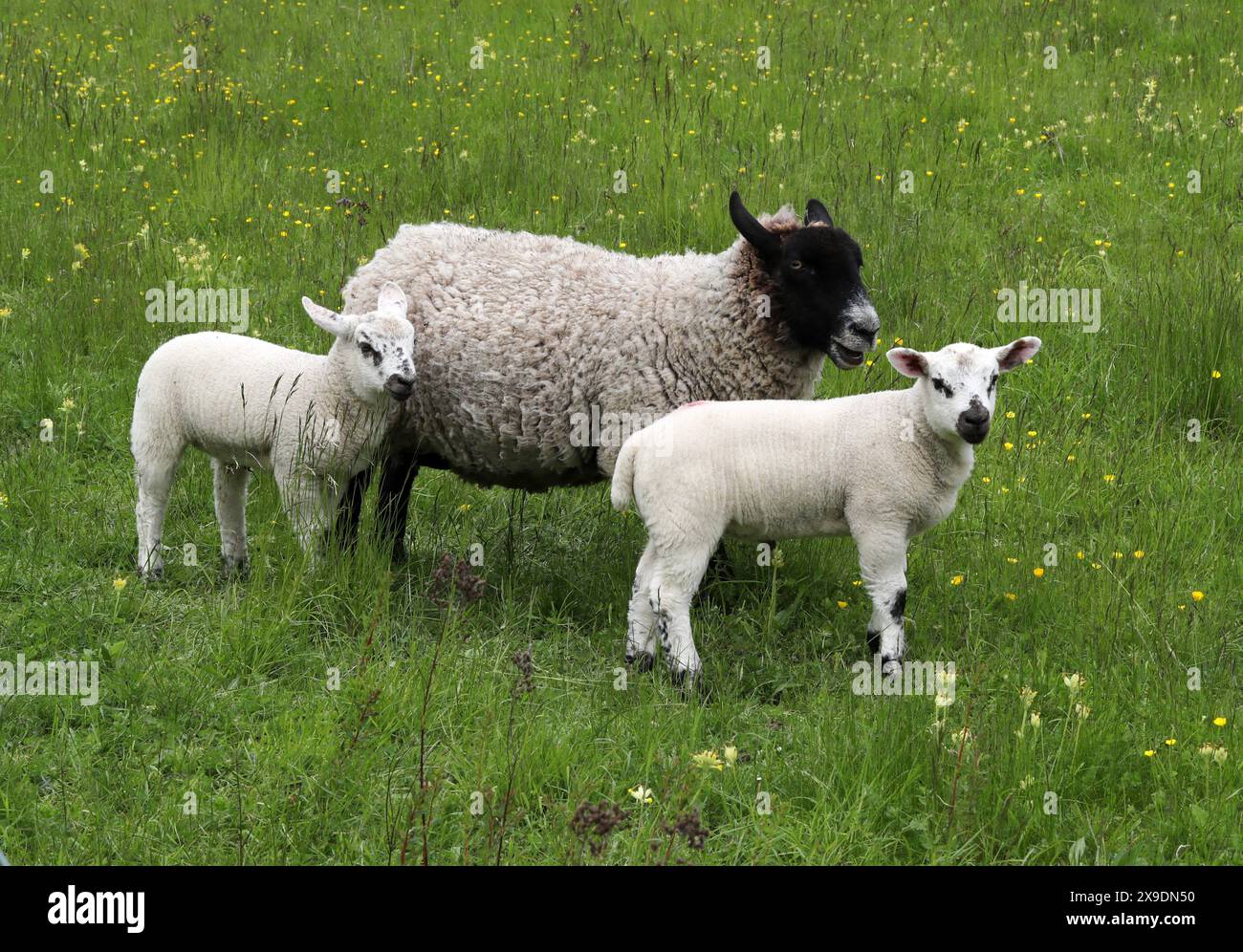 Mouton à face noire Ewe avec deux agneaux, Ovis aries, Bovidae. Le Blackface ou Scottish Blackface est une race de moutons britannique. Banque D'Images