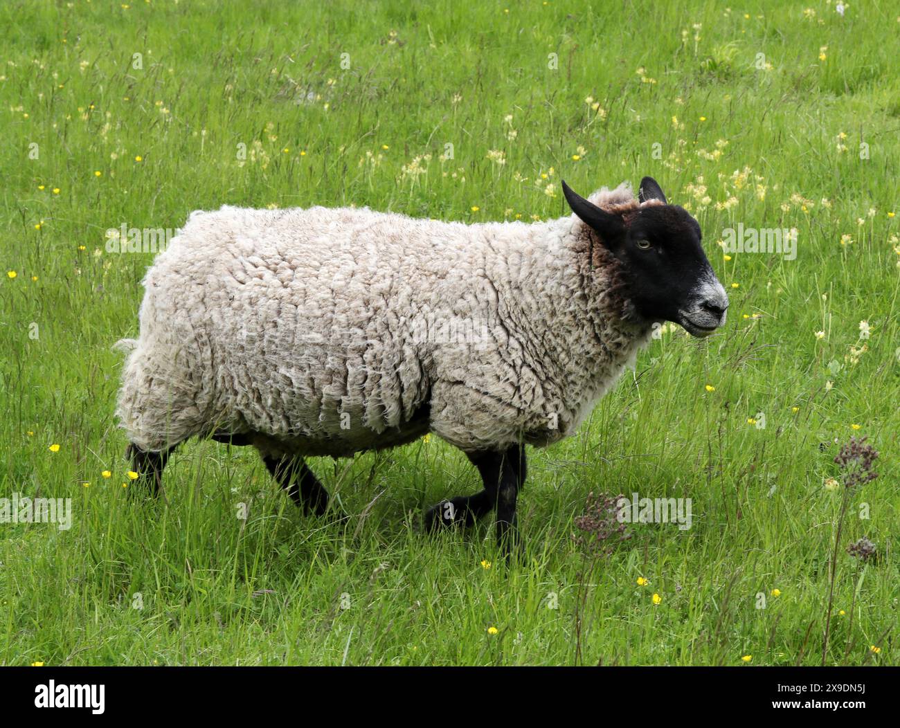 Mouton à face noire Ewe, Ovis aries, Bovidae. Le Blackface ou Scottish Blackface est une race de moutons britannique. Banque D'Images