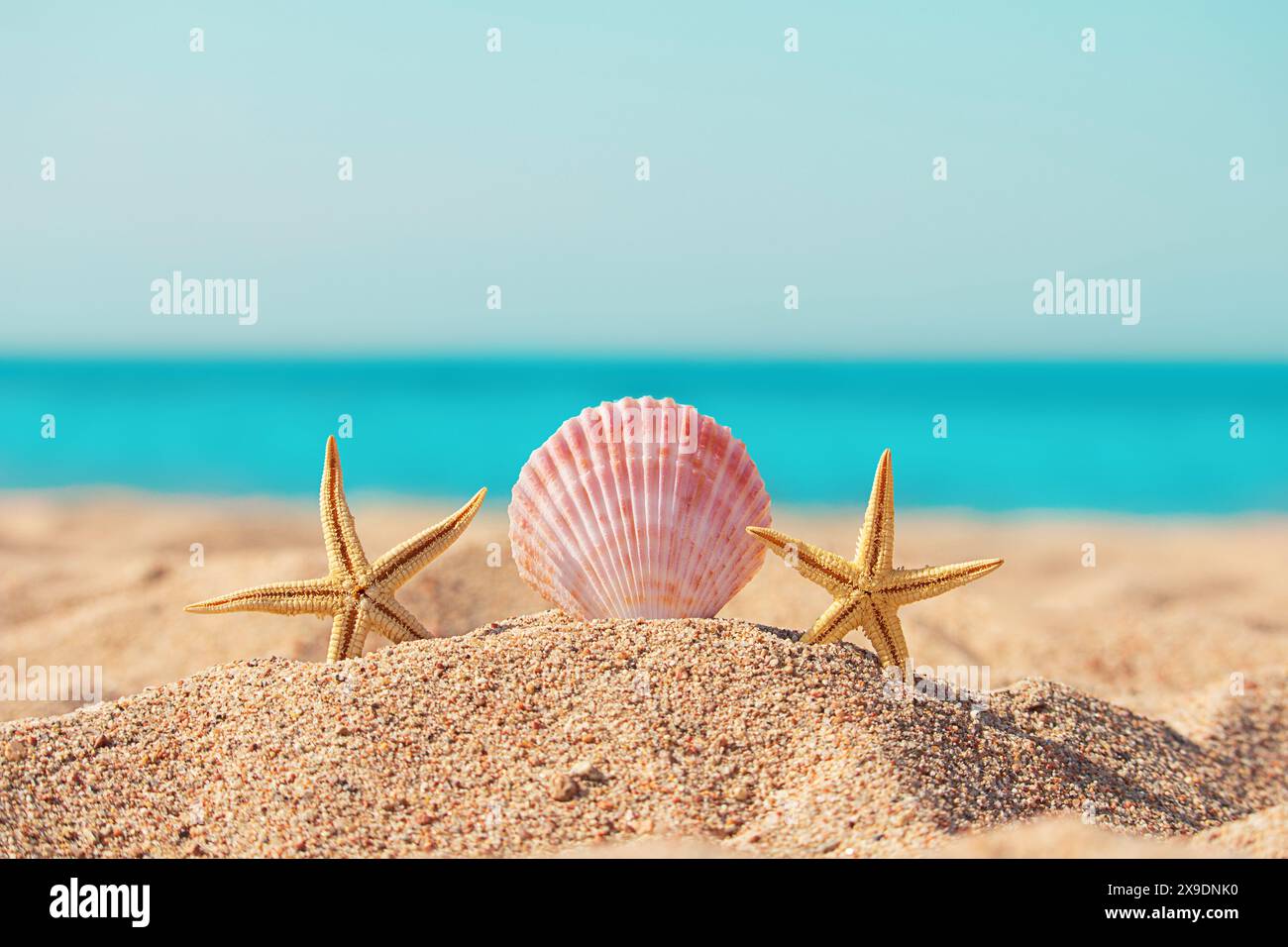 Deux étoiles de mer orange Witn Conque sur la plage de sable d'été avec fond de mer flou. Vacances, voyages, détente. Copier l'espace Banque D'Images