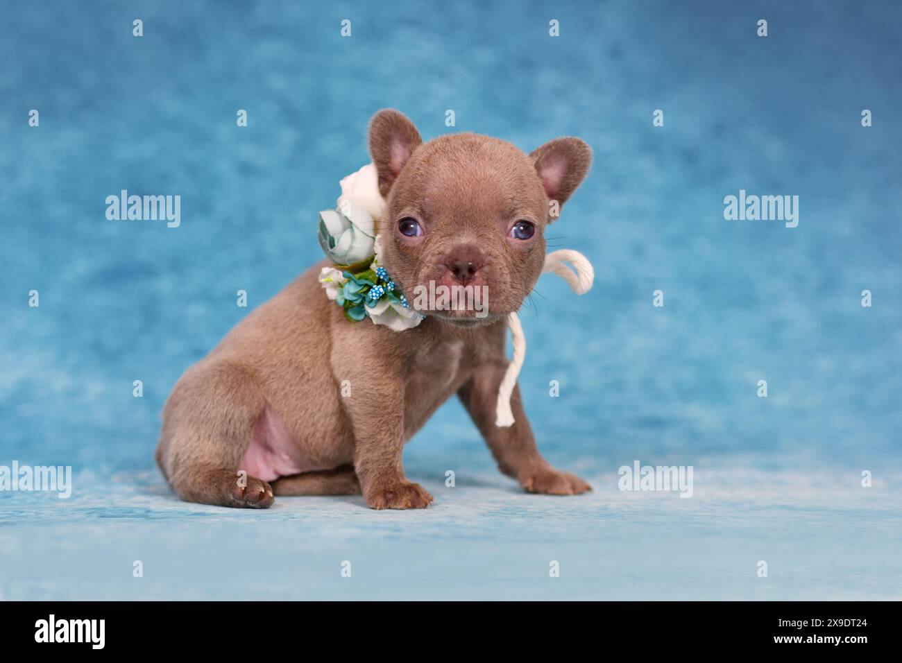 Quatre semaines jeune chiot bouledogue français Brindle lilac de race pure avec un long nez et une queue en bonne santé. Banque D'Images